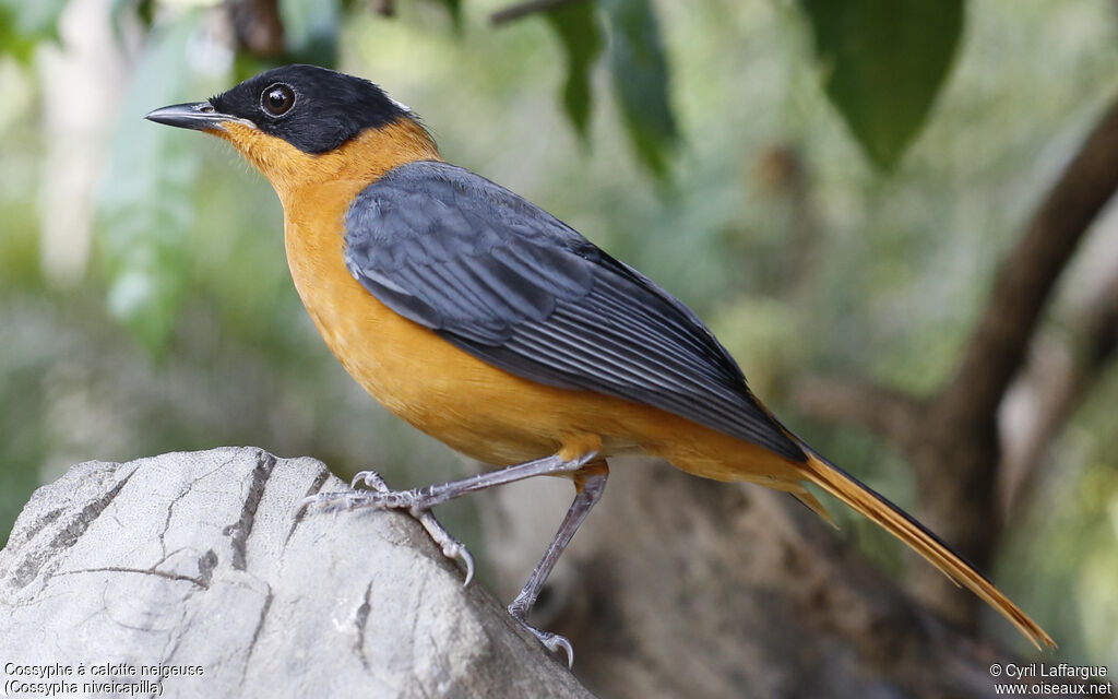 Snowy-crowned Robin-Chatadult