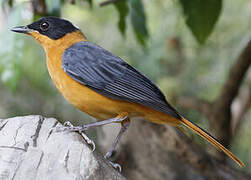 Snowy-crowned Robin-Chat