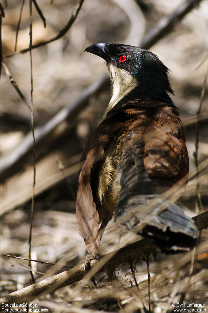 Coucal du Sénégaladulte