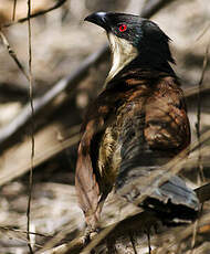 Coucal du Sénégal