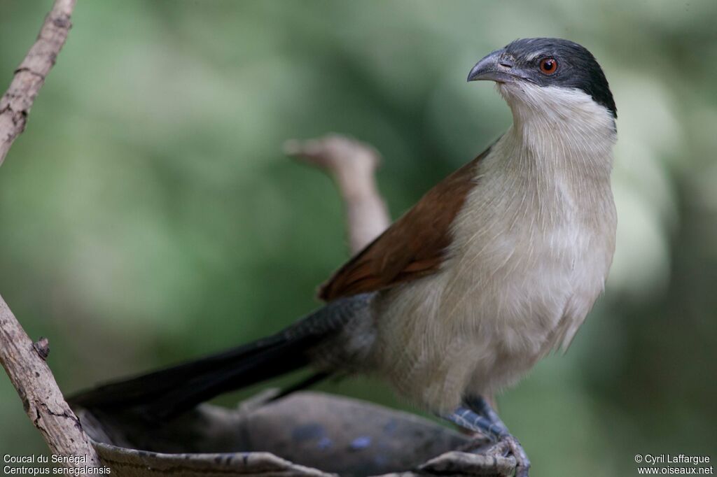 Coucal du Sénégaladulte, identification