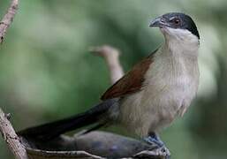 Senegal Coucal