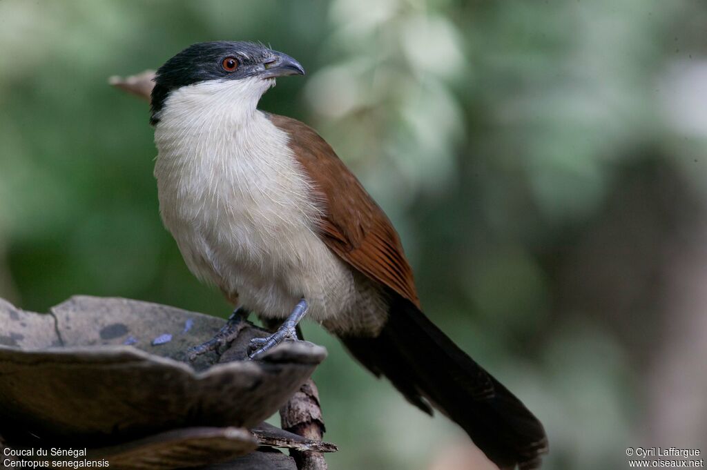 Coucal du Sénégaladulte, identification