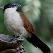 Senegal Coucal