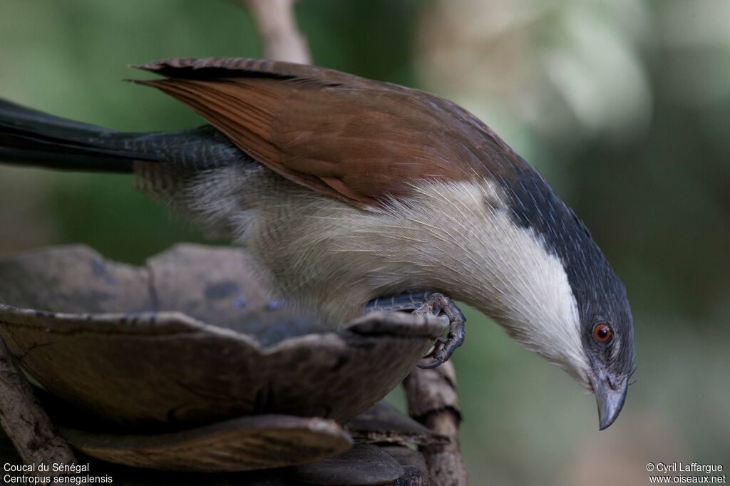 Coucal du Sénégaladulte, identification