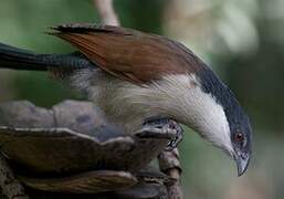 Senegal Coucal