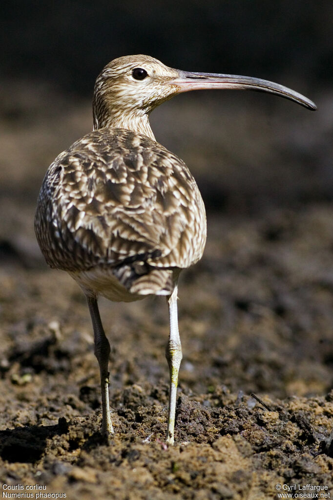 Eurasian Whimbrel