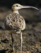 Eurasian Whimbrel