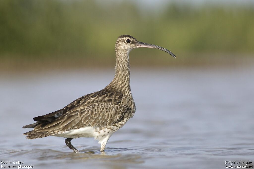 Whimbrel, identification