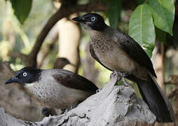 Blackcap Babbler