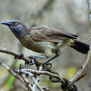 Brown Babbler