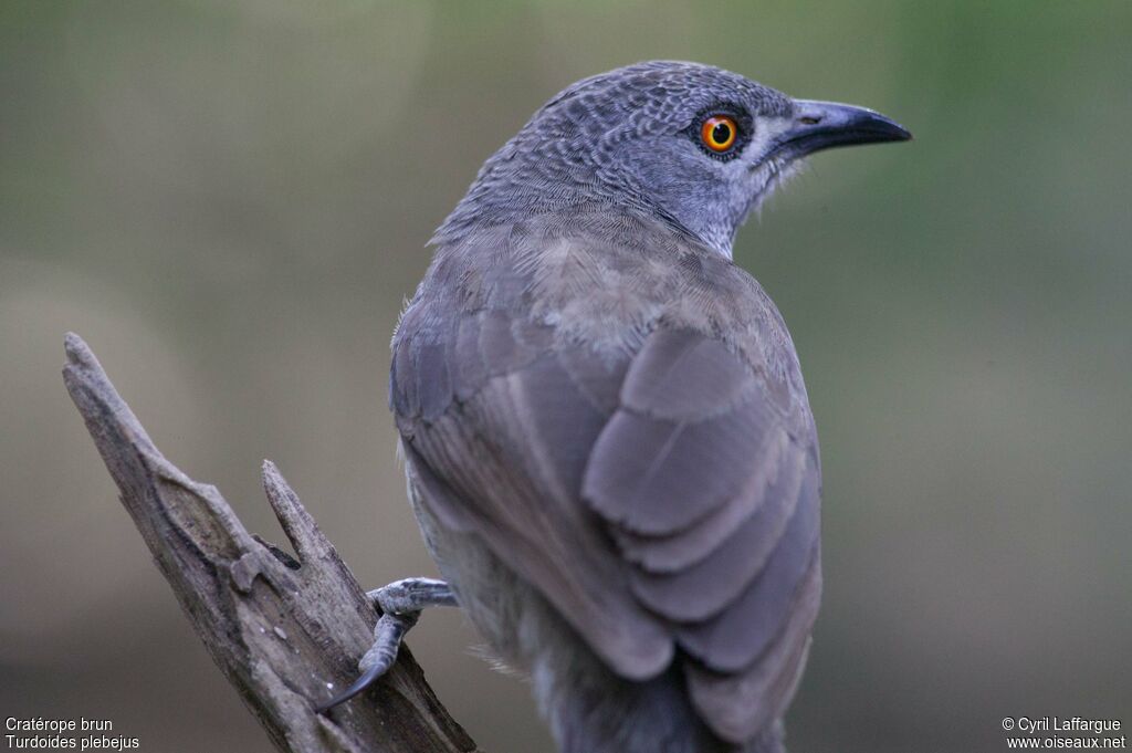 Brown Babbleradult, identification