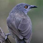 Brown Babbler