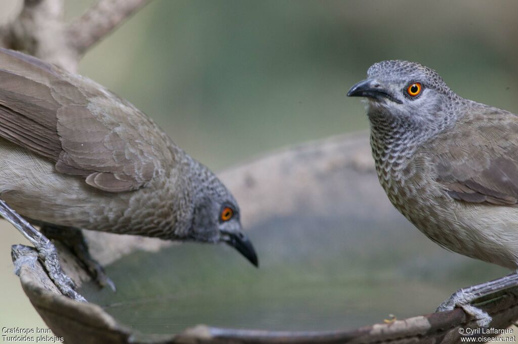 Brown Babbleradult, identification