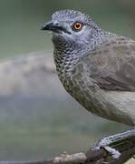 Brown Babbler