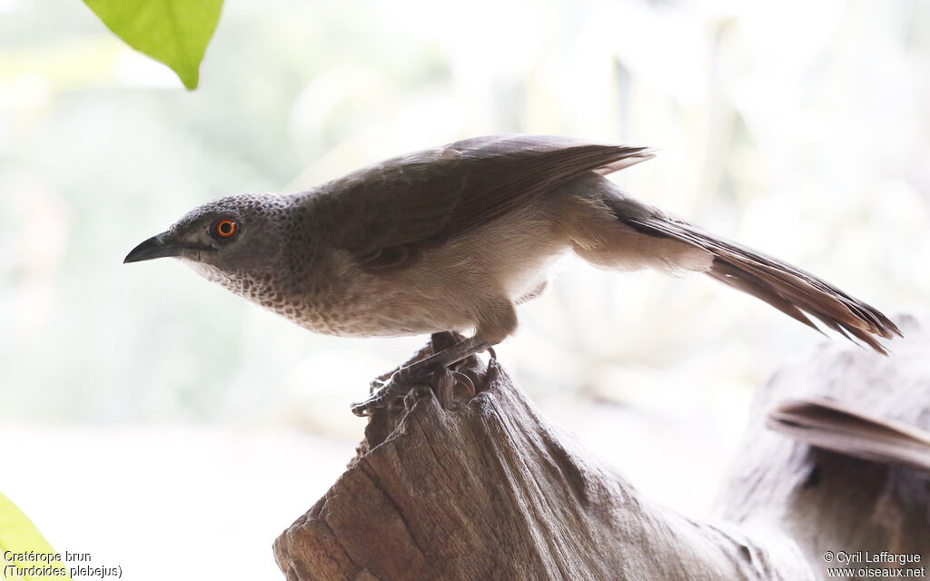 Brown Babbler