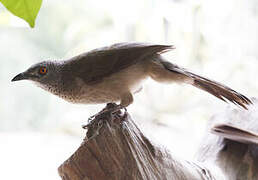 Brown Babbler