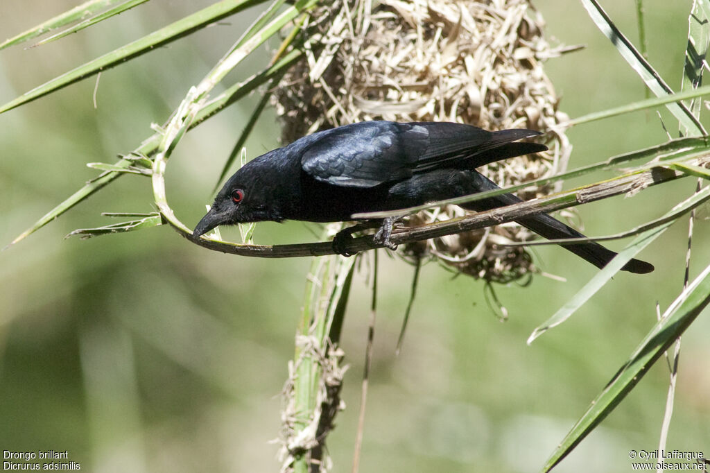 Fork-tailed Drongo, identification