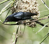 Fork-tailed Drongo