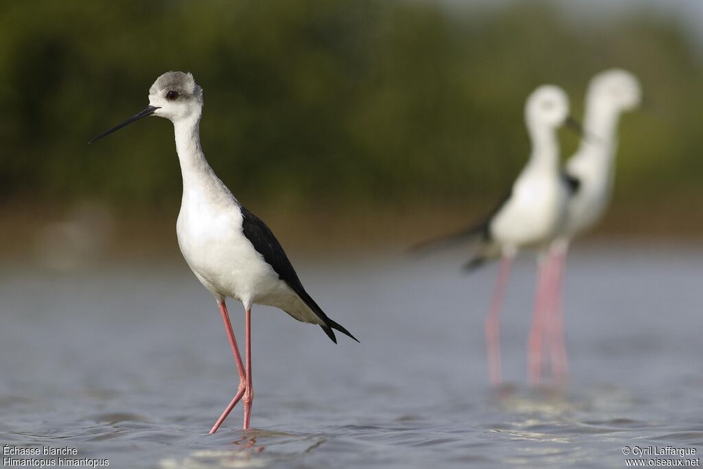 Échasse blanche, identification