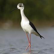 Black-winged Stilt