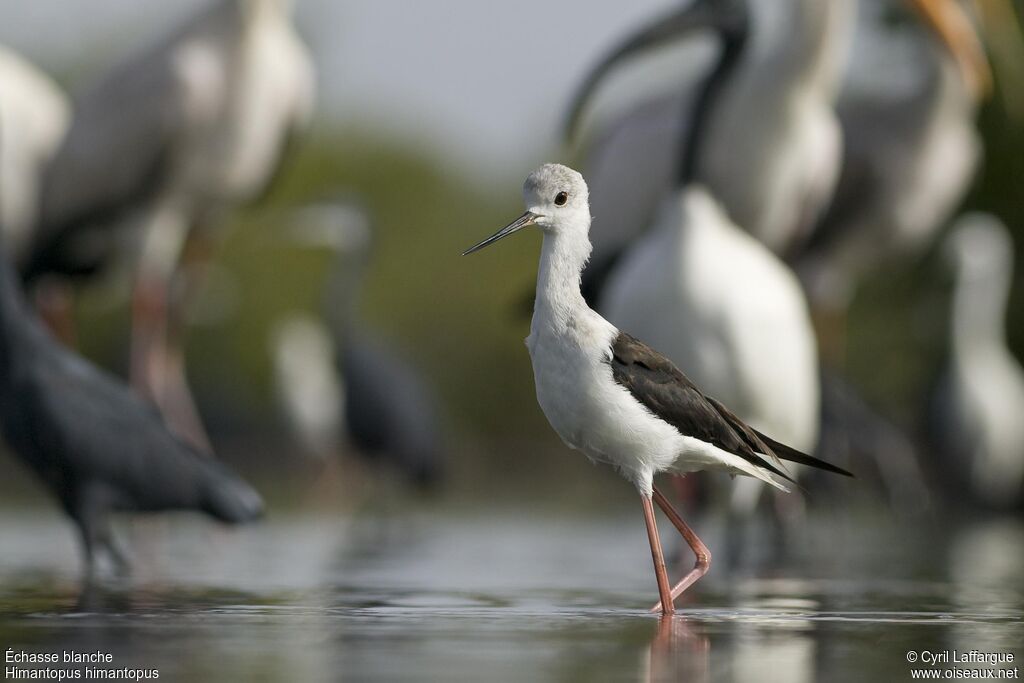 Black-winged Stilt, identification