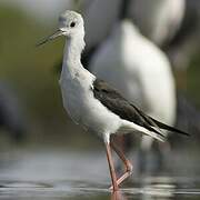 Black-winged Stilt