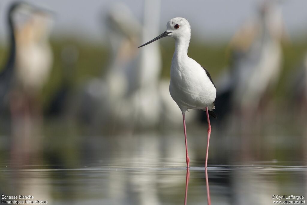 Black-winged Stilt, identification