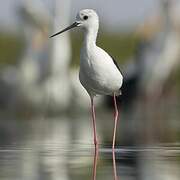 Black-winged Stilt