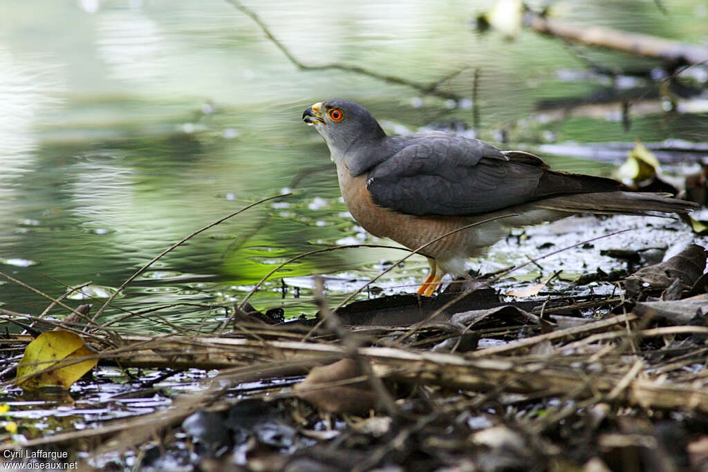 Shikra male adult, pigmentation, drinks