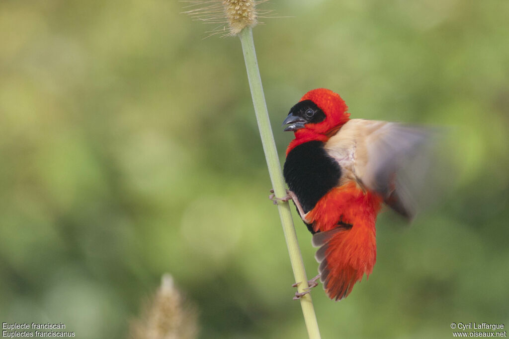 Northern Red Bishop male adult, identification