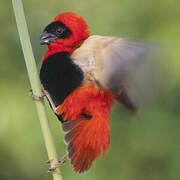 Northern Red Bishop