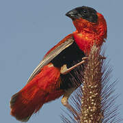 Northern Red Bishop