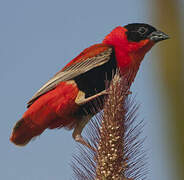 Northern Red Bishop