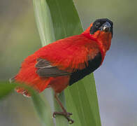 Northern Red Bishop