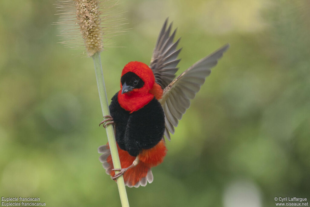 Northern Red Bishop male adult, identification