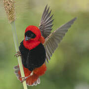 Northern Red Bishop