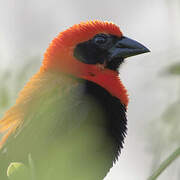 Black-winged Red Bishop