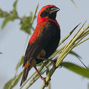 Black-winged Red Bishop