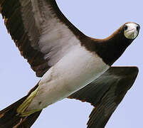 Brown Booby