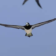 Brown Booby