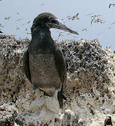 Brown Booby