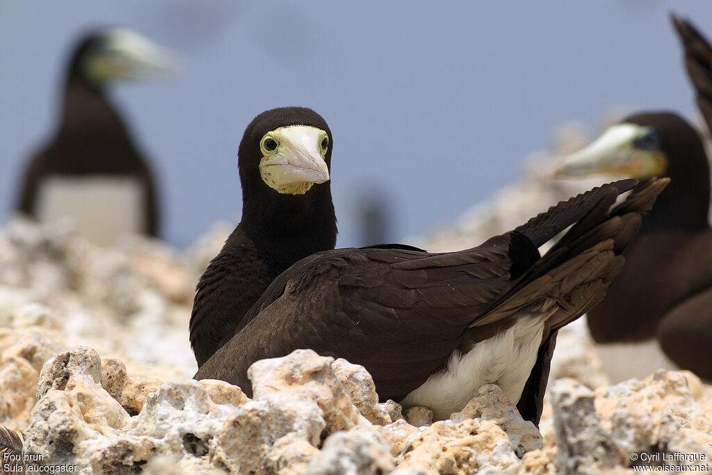 Brown Boobyadult