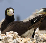 Brown Booby