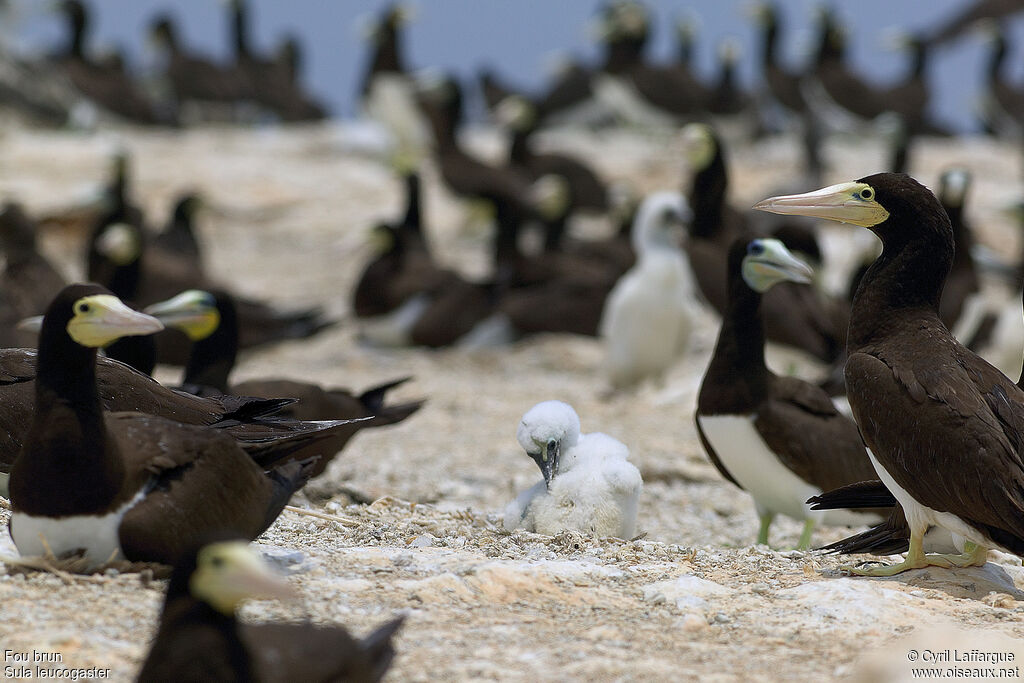 Brown Booby