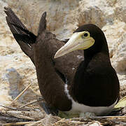 Brown Booby