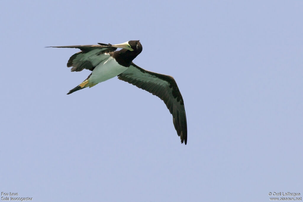 Brown Boobyadult, Flight