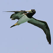 Brown Booby