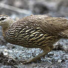 Francolin à double éperon