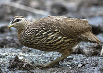 Francolin à double éperon